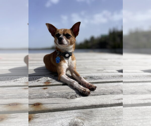 Medium Photo #10 Chihuahua-Unknown Mix Puppy For Sale in St. Louis Park, MN, USA