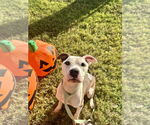 Small American Pit Bull Terrier