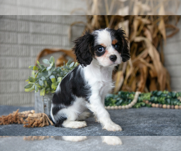 Medium Photo #3 Cavalier King Charles Spaniel Puppy For Sale in MILLERSBURG, OH, USA