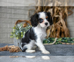 Small #2 Cavalier King Charles Spaniel