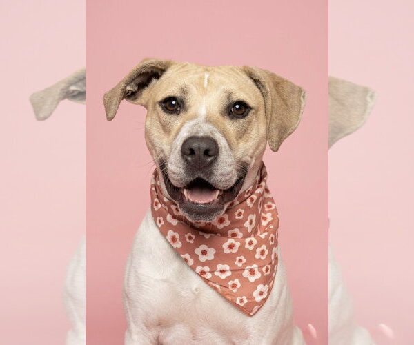 Medium Photo #3 Mutt Puppy For Sale in Spring Lake, NJ, USA