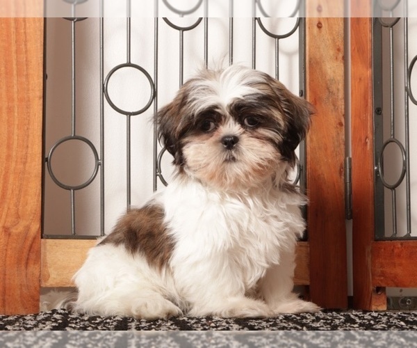 Medium Photo #1 Shih Tzu Puppy For Sale in NAPLES, FL, USA