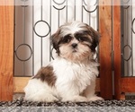 Puppy Muffin Shih Tzu
