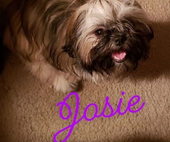 Medium Photo #1 Shih Tzu Puppy For Sale in WESLEY CHAPEL, FL, USA
