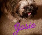 Small Photo #1 Shih Tzu Puppy For Sale in WESLEY CHAPEL, FL, USA