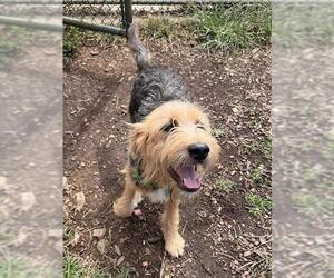 Mutt Dogs for adoption in Waterford, VA, USA