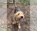 Small Mutt