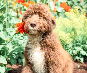 Aussiedoodle-Poodle (Standard) Mix Puppy for sale in OLYMPIA, WA, USA