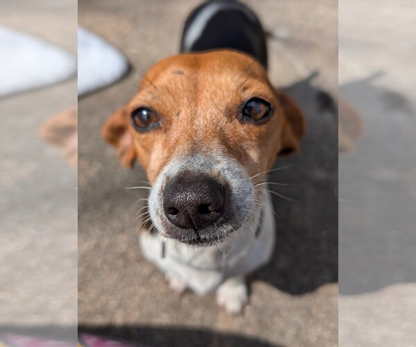Medium Photo #4 Chiweenie Puppy For Sale in Missouri City, TX, USA