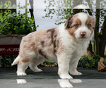 Puppy Cowboy Miniature Australian Shepherd