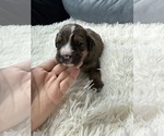 Small #73 Bernedoodle