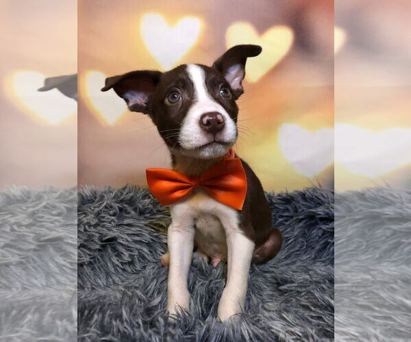 Medium Photo #4 Aussie Siberian Puppy For Sale in Hillsboro, MO, USA