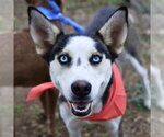 Small Siberian Husky Mix