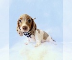 Small #5 Dachshund