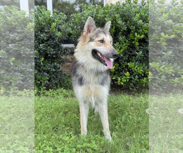 Medium Photo #4 Collie-Unknown Mix Puppy For Sale in PIPE CREEK, TX, USA