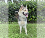 Small #3 Collie Mix