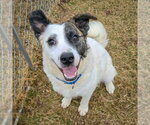 Small #19 American Staffordshire Terrier-Border Collie Mix