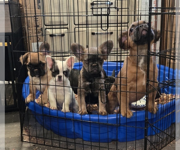 Medium Photo #1 French Bulldog Puppy For Sale in SACRAMENTO, CA, USA