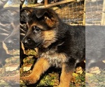 Small #2 German Shepherd Dog