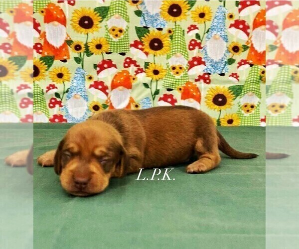 Medium Photo #2 Dachshund Puppy For Sale in WINNSBORO, LA, USA