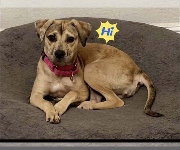 Medium Photo #2 Catahoula Leopard Dog-Unknown Mix Puppy For Sale in phoenix, AZ, USA