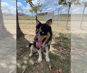 Catahoula Leopard Dog-Siberian Husky Mix Dogs for adoption in Lee's Summit, MO, USA