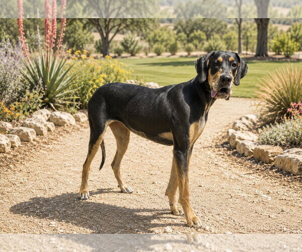 Medium Photo #2 Great Dane Puppy For Sale in PIPE CREEK, TX, USA