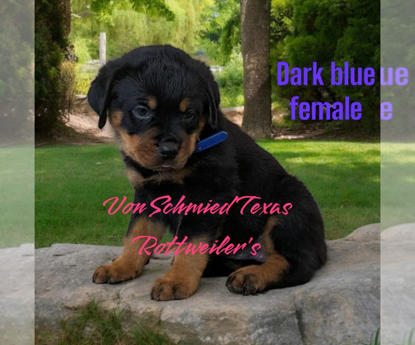 Medium Photo #1 Rottweiler Puppy For Sale in SOUR LAKE, TX, USA