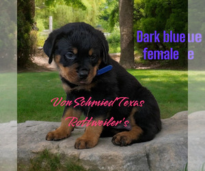 Rottweiler Puppy for sale in SOUR LAKE, TX, USA