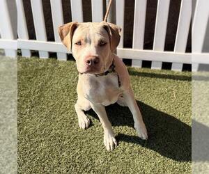 Mutt Dogs for adoption in Modesto, CA, USA