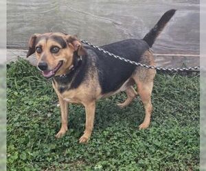 Beagle-Unknown Mix Dogs for adoption in Sistersville, WV, USA