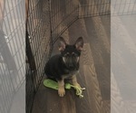Small Photo #3 German Shepherd Dog Puppy For Sale in BALTIMORE, MD, USA