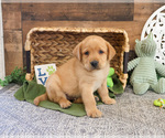 Small #2 Labrador Retriever