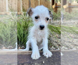 Lollipop - Female Mutt Dog for Adoption - Photo #2