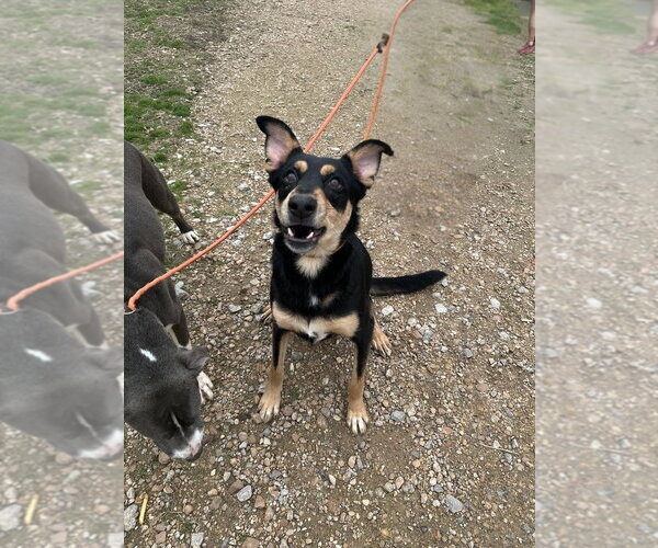Medium Photo #2 Mutt Puppy For Sale in Jackson, MS, USA