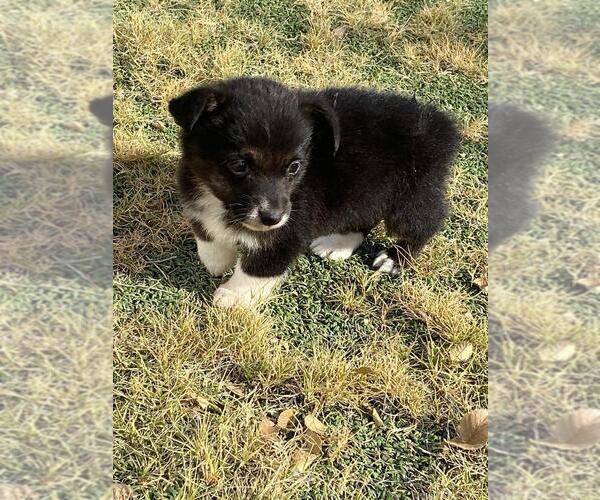 Medium Photo #2 Pembroke Welsh Corgi Puppy For Sale in BRIGGSDALE, CO, USA