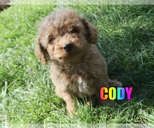 Medium Poodle (Miniature)