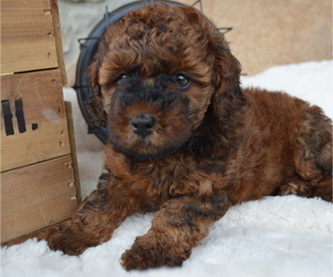 Shih-Poo Puppy for sale in HONEY BROOK, PA, USA