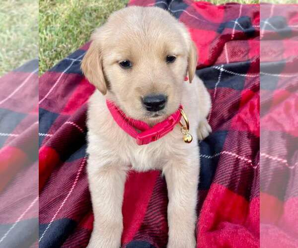 Full screen Photo #1 Golden Retriever Puppy For Sale in COVINA, CA, USA
