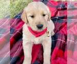 Small Photo #1 Golden Retriever Puppy For Sale in COVINA, CA, USA