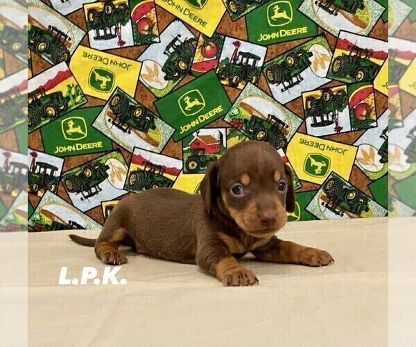 Medium Photo #2 Dachshund Puppy For Sale in WINNSBORO, LA, USA