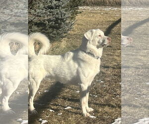 Albi - Male Great Pyrenees Dog for Adoption - Photo #4