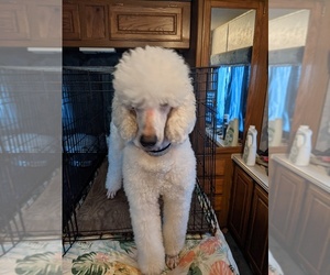 Father of the Poodle (Standard) puppies born on 12/18/2021