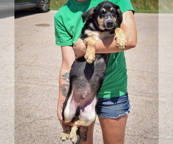 Medium Photo #4 German Shepherd Dog-Unknown Mix Puppy For Sale in Huntley, IL, USA
