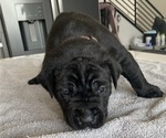 Small #53 Cane Corso