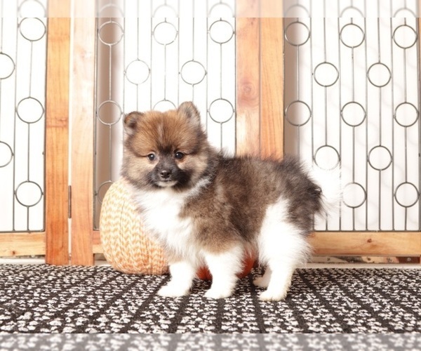 Medium Photo #4 Pomeranian Puppy For Sale in NAPLES, FL, USA