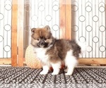 Small #3 Pomeranian