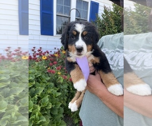 Bernese Mountain Dog Puppy for sale in SPENCER, IN, USA