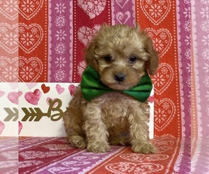 Cavapoo Puppy for sale in LANCASTER, PA, USA