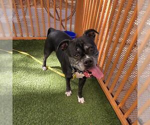 Bulloxer Dogs for adoption in Las Vegas, NV, USA